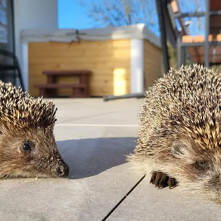 Jozef Z Prywatnym Duzym Jacuzzi I Sauna Przystan Pod Niebem Daire *
